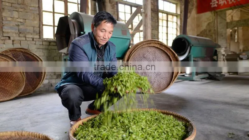 Chinese organic Green Tea loose leaf tea