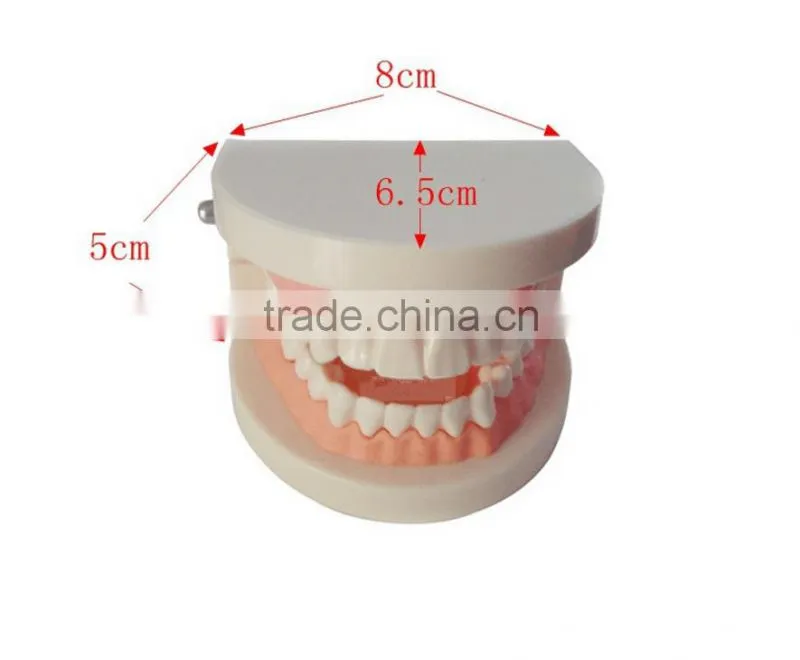 Dental materials dental dental teaching supplies model of dentures dental teeth model