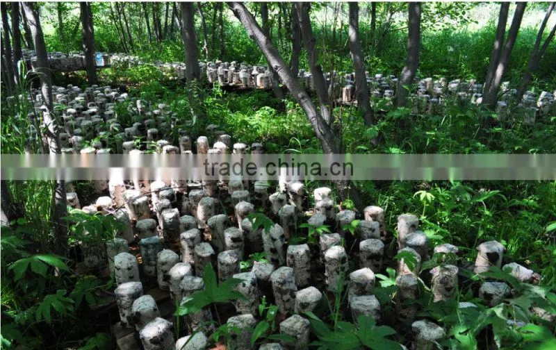 Chinese Northeast Black Fungus Mushrooms