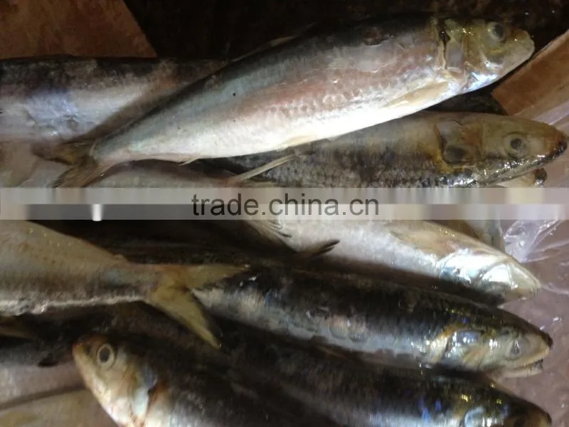 high quality best price whole round new fishing frozen sardine.