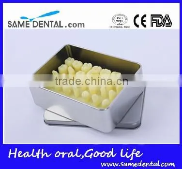 Dental models 1.2 times the tooth model school education teaching