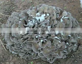 30% polysaccharides UV-VIS Maiitake Mushroom Extract