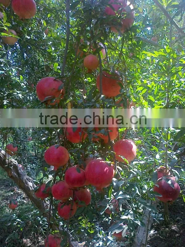 SWEET EGYPTIAN POMEGRANATE
