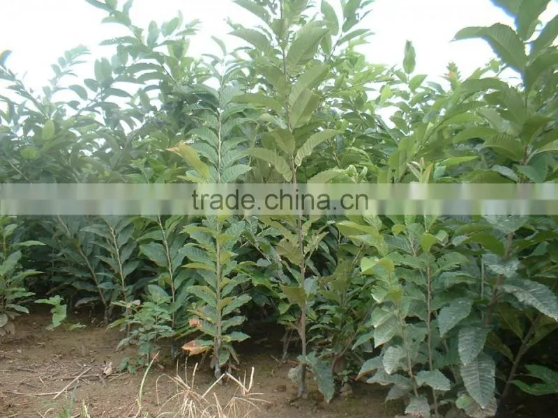 Chinese chestnut seedling