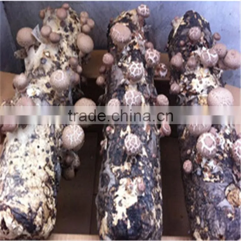 2016 Hot Selling Mushroom Prices,Shitake Mushroom Growing,Mushroom Logs