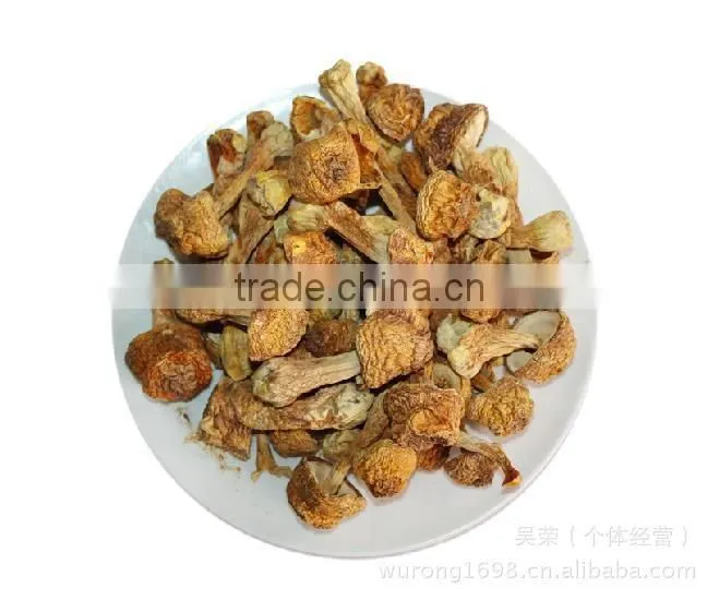 Matsutake Mushroom