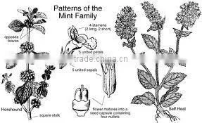 Peppermint Oil