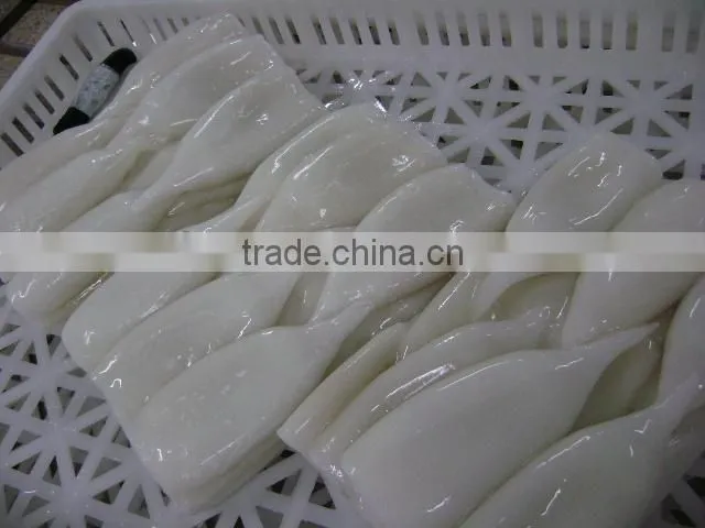 fresh clean frozen squid, squid ring, squid tube in high quality