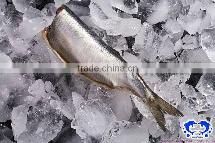 seafood frozen fresh herring fillet