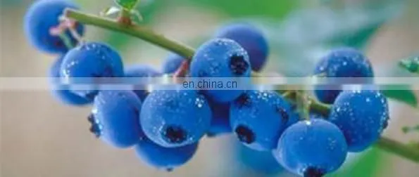 High Quality Fruit Jam Production Line In Shanghai