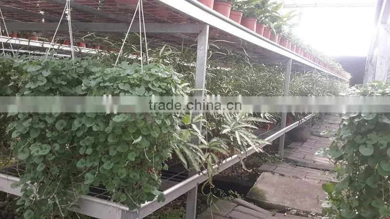 Professional Manufacturer Galvanized Steel Frame Greenhouse