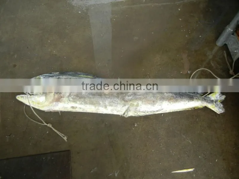 High quailty frozen mahi mahi WR