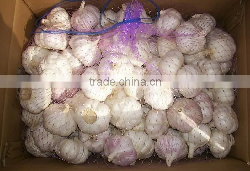 fresh hybrid garlic