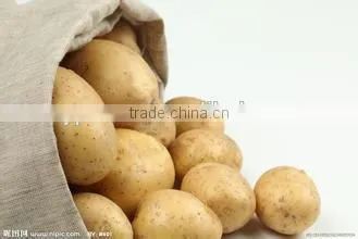 New crop spring potato with competitive export price