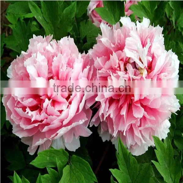 Mu dan zhong zi made in China with quality peony seed