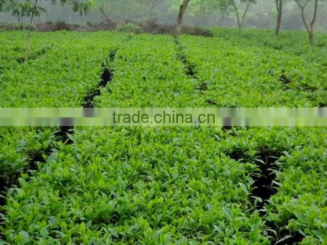 Moc Chau green tea, Son La TEA
