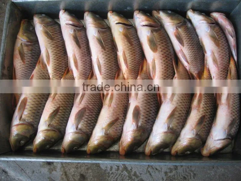 China origin frozen black pomfret 500-1000g IQF