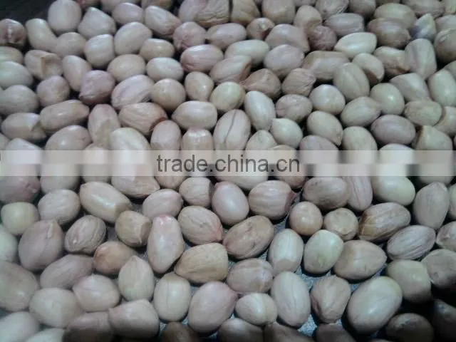 Peanut/Groundnut kernel