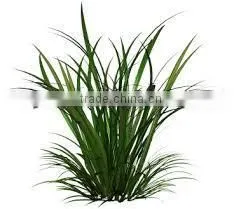 Citronella Oil