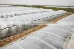 anti-aging agricure film