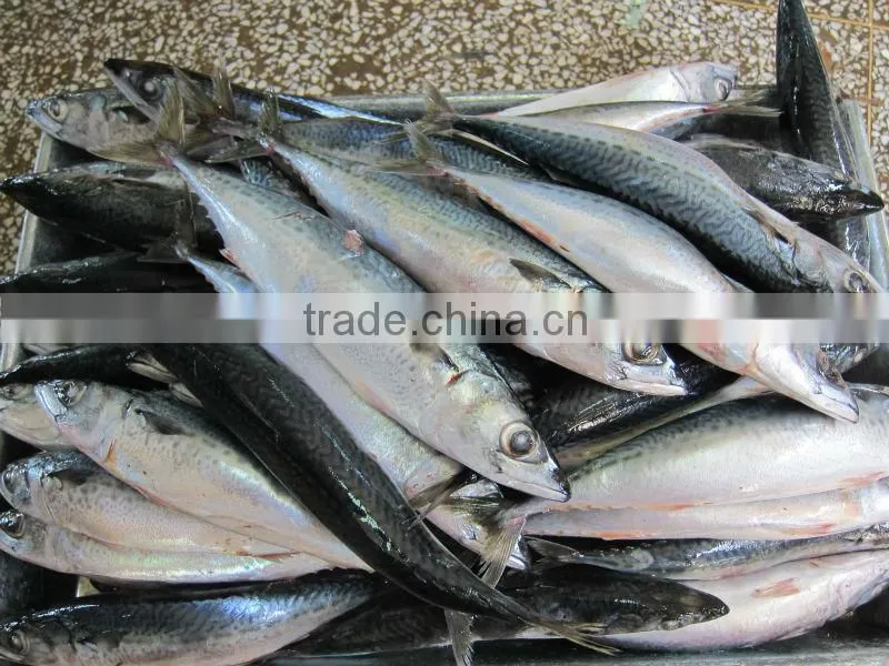 canned mackerel