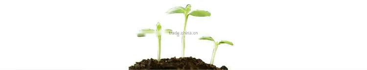 New Brand Bean Sprout Making Machine