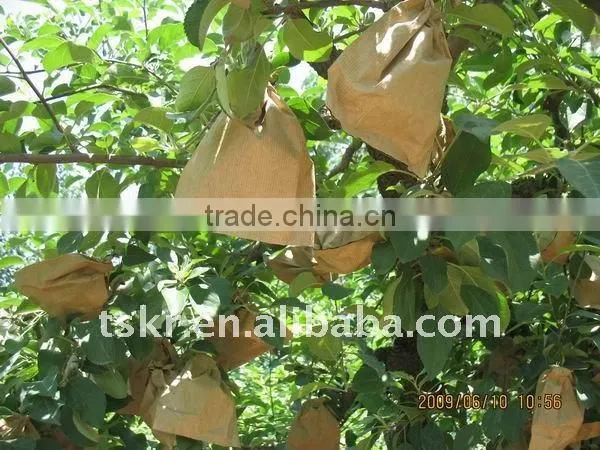 royal Chinese delicious juicy apples in 2011