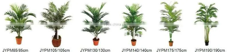 Mini palm tree