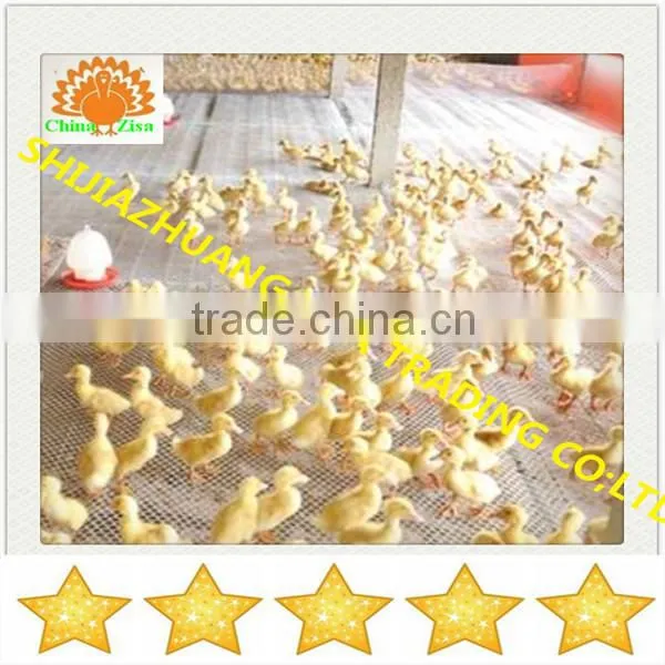 HDPE plastic poultry layer chicken netting fence