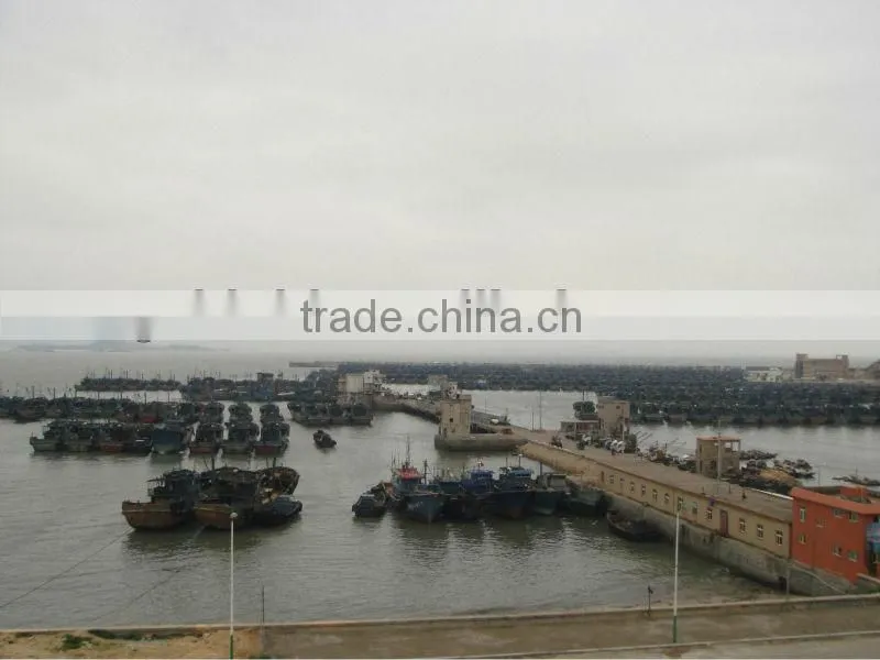 Frozen whole round horse mackerel 20cm from China supplier