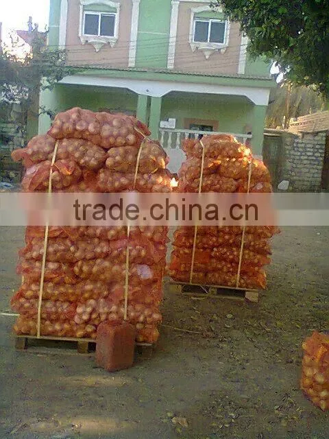 ONION Origin Egypt