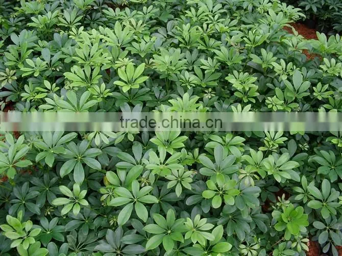 evergreen foliage outdoor landscaping decorative ornamental plants Schefflera octophylla (Lour.) Harms