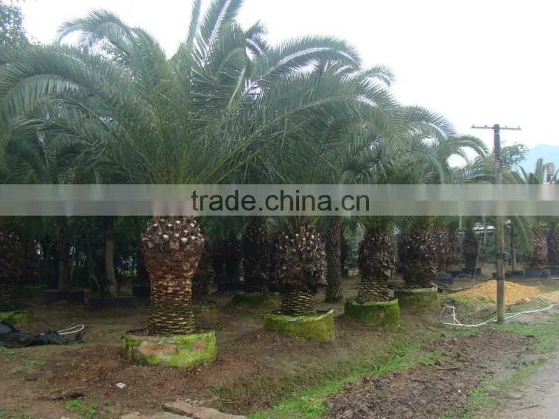 wholesale outdoor ornamental decrotive landscaping Phoenix canariensis palm trees plants