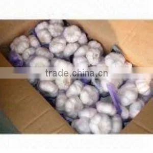 white garlic
