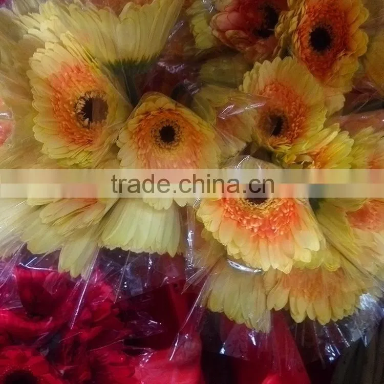 Fresh Champagne flowers of gerbera