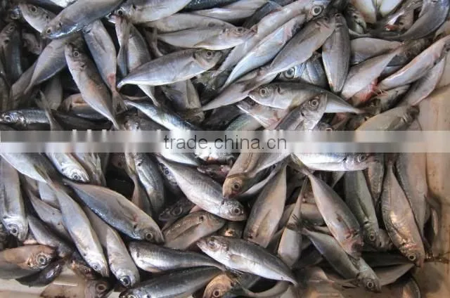 14-16cm Zhejiang original frozen horse mackerel