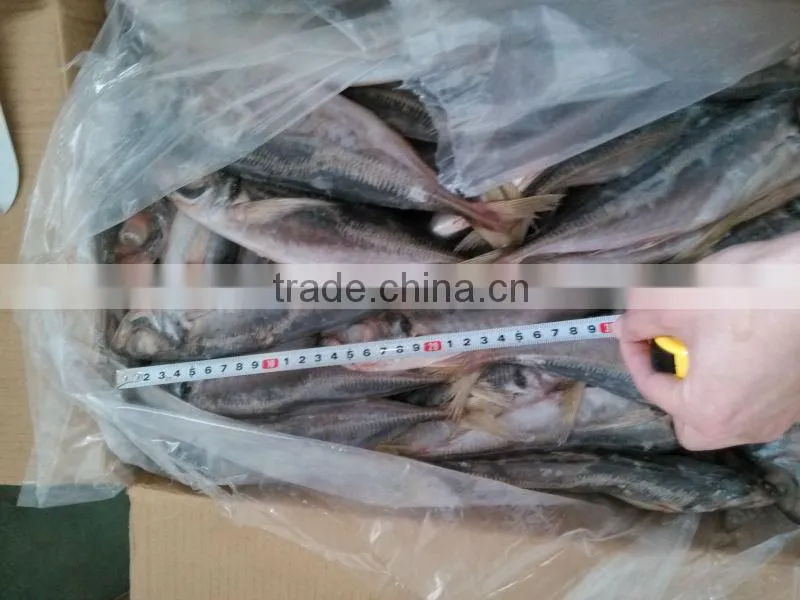 jack mackerel tin fish Horse Mackerel hot saleing overseas