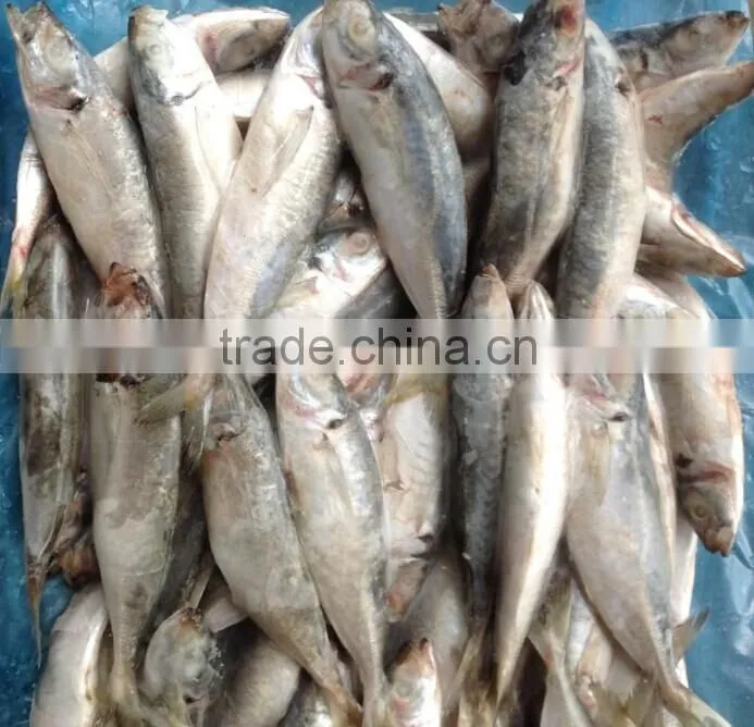 Import frozen meat round scad fish 16pcs/kg in China 2014 new offer