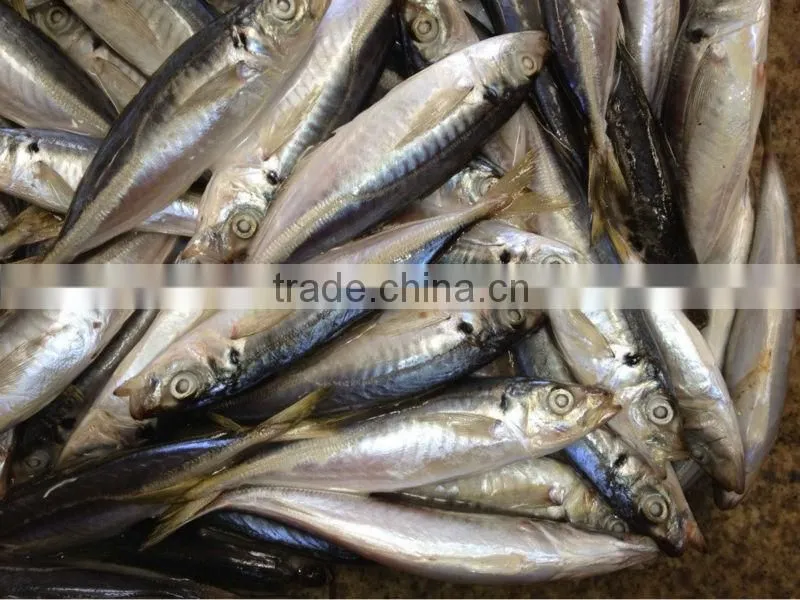 Frozen Whole Round Scad Fish for sale 16pcs/kg