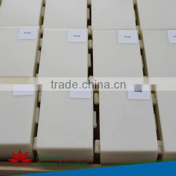 Human oral pathology slides Individual microscope prepared slide