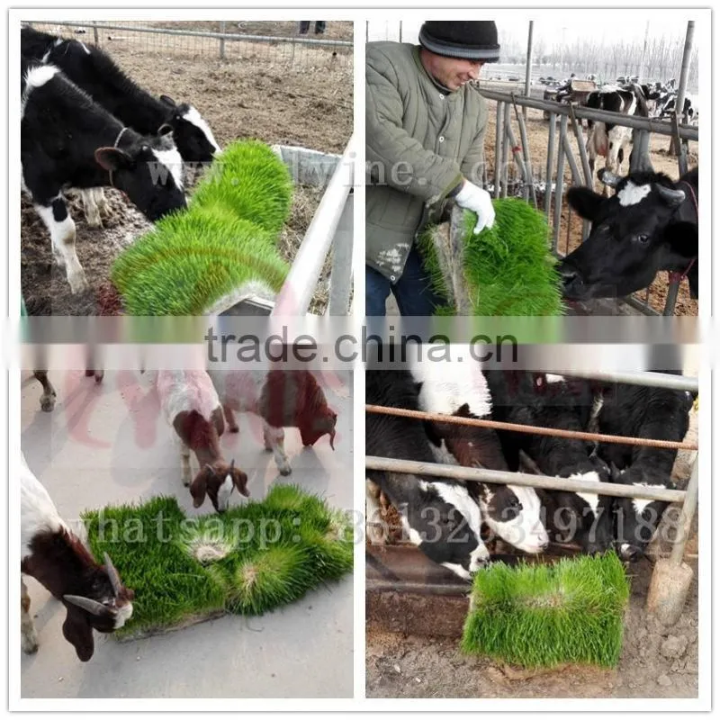 2017 Wholesale supply 1000kg/day hydroponic fodder machine