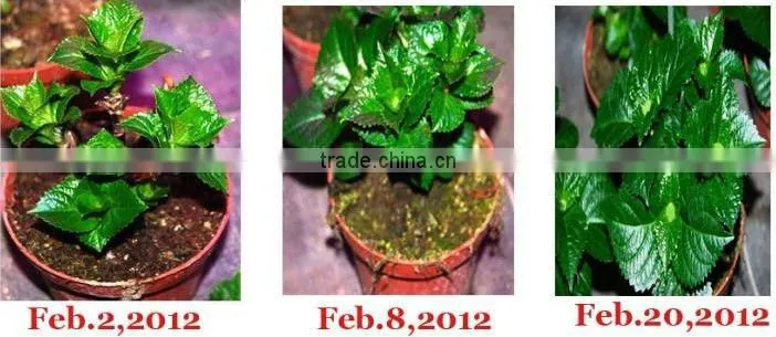 high quality hydroponic solution of indoor grow lights for vegetables by manufacturer and supplier