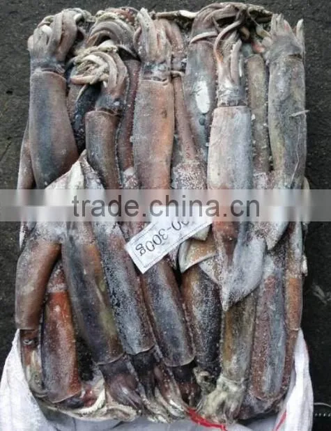 Frozen argentina squid