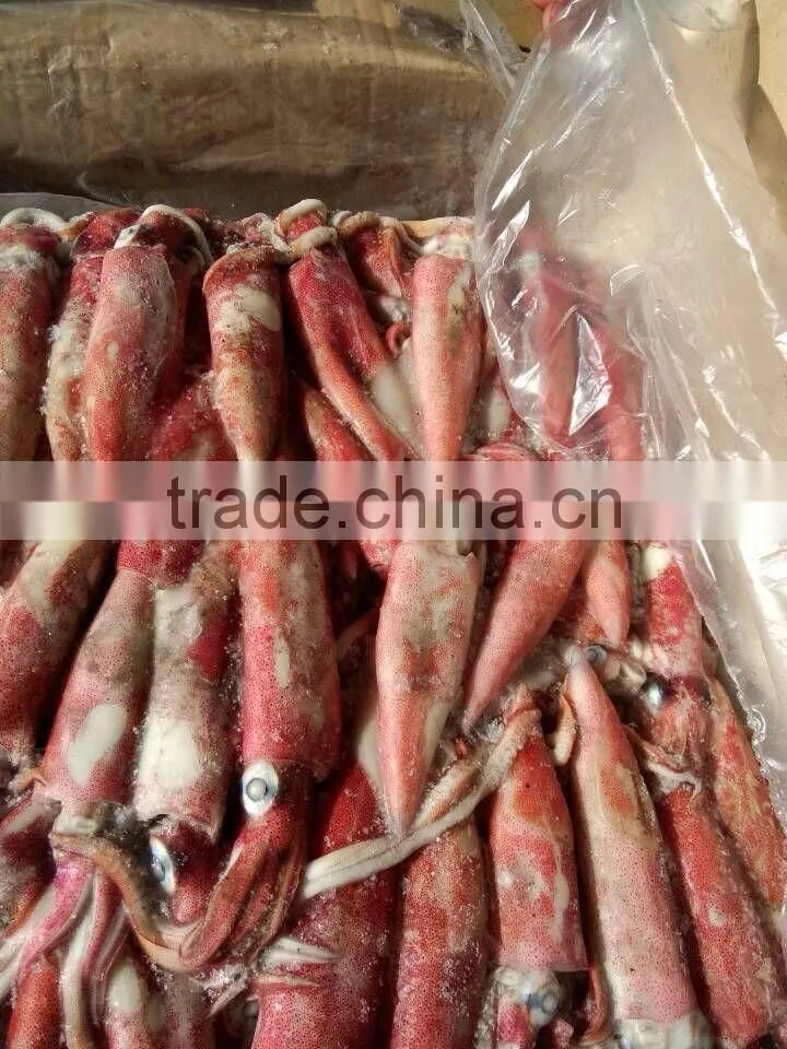 chinese wholesale distributors,SEA FROZEN 5-8,8-13 CM LOLIGO CHINENSIS