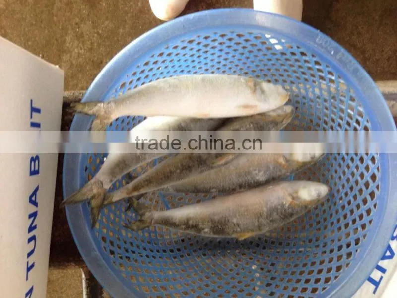 frozen sardine(sardinella longiceps)