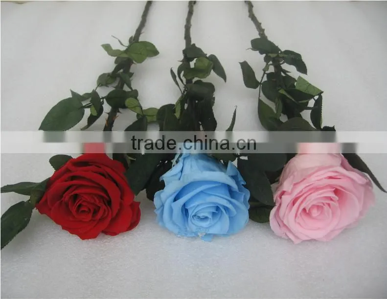 Fresh Cut Flowers Roses Long Lasting Big Rose Flower With Stem