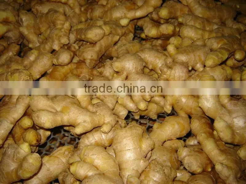 fresh yellow color ginger