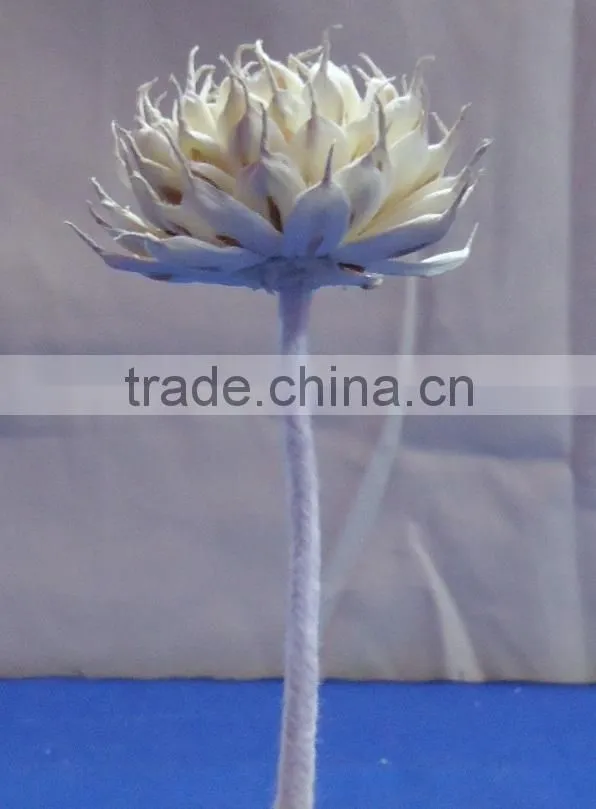 Sola flower