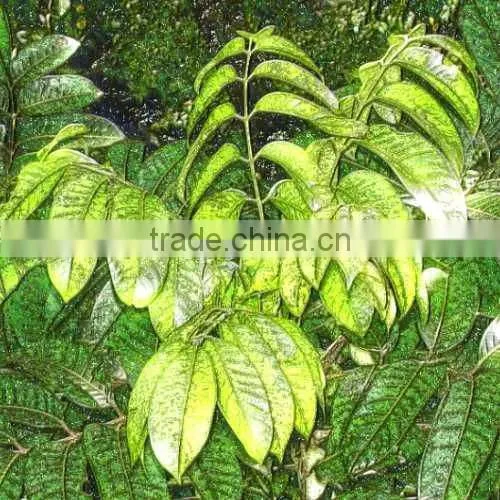 Elemi Oil Natural