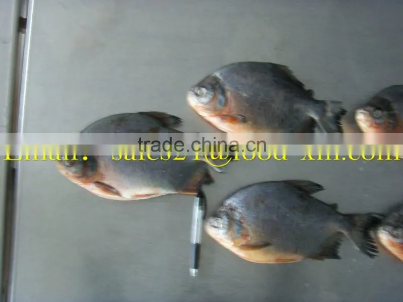 Wholesale frozen pomfret with good quality